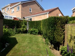Conifer Hedges