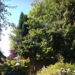 garden tidyup