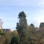 large conifer