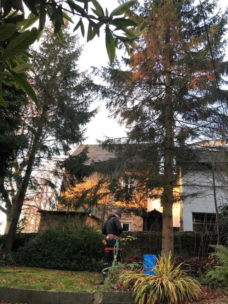 Lawson Cypress and Norway Spruce trees