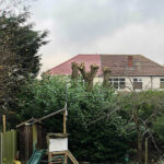 Pollarding a Poplar, Bradway, Sheffield
