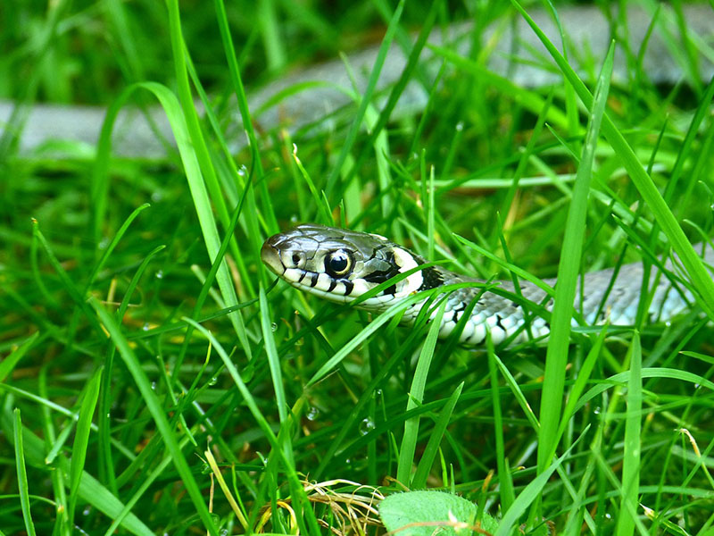 Grass snake