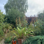 Silver Birch Tree - Overgown