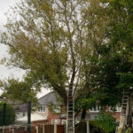 Poplar Tree pollarded in sheffield