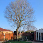 Ash tree before pollarding